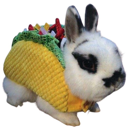 conejo
